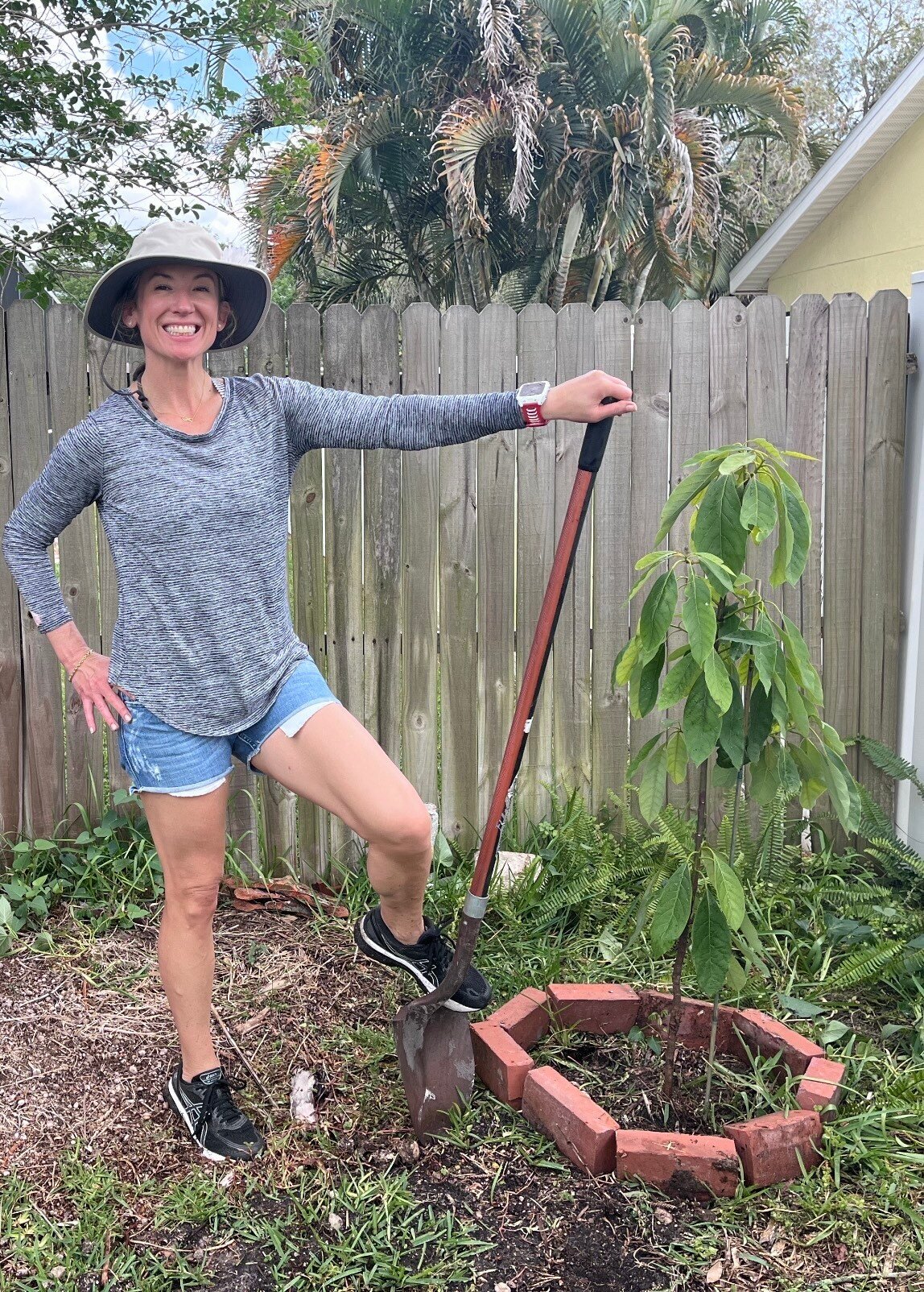 Sheila S. Avocado tree 1 - Sheila Sullivan